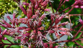 Eupatorium purpureum